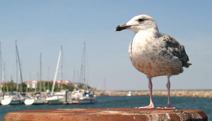 zeilvakantie denemarken - meeuw.jpg