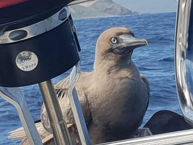 zeilvakantie-caribbean-martinique-guadeloupe-05.jpeg