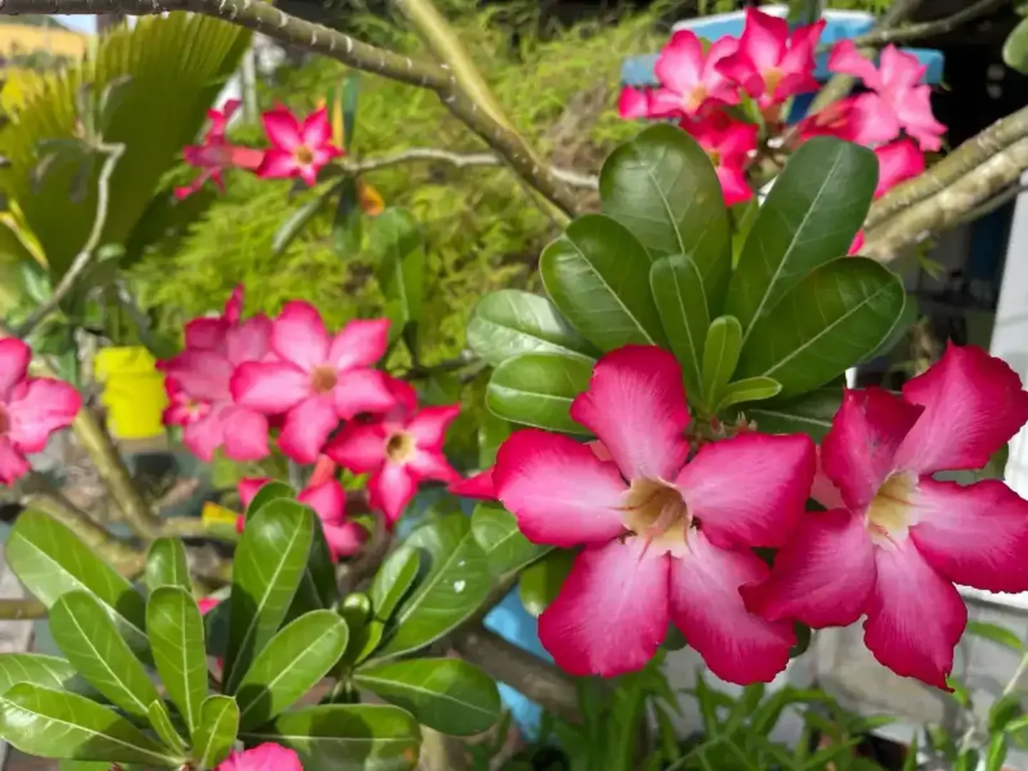 zeilvakantie-caribbean-noord-03.webp