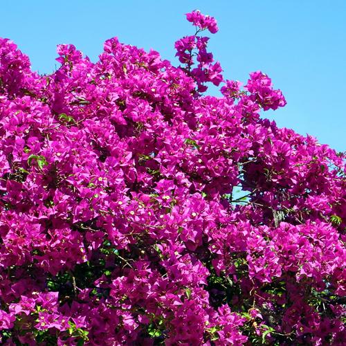 bougainville